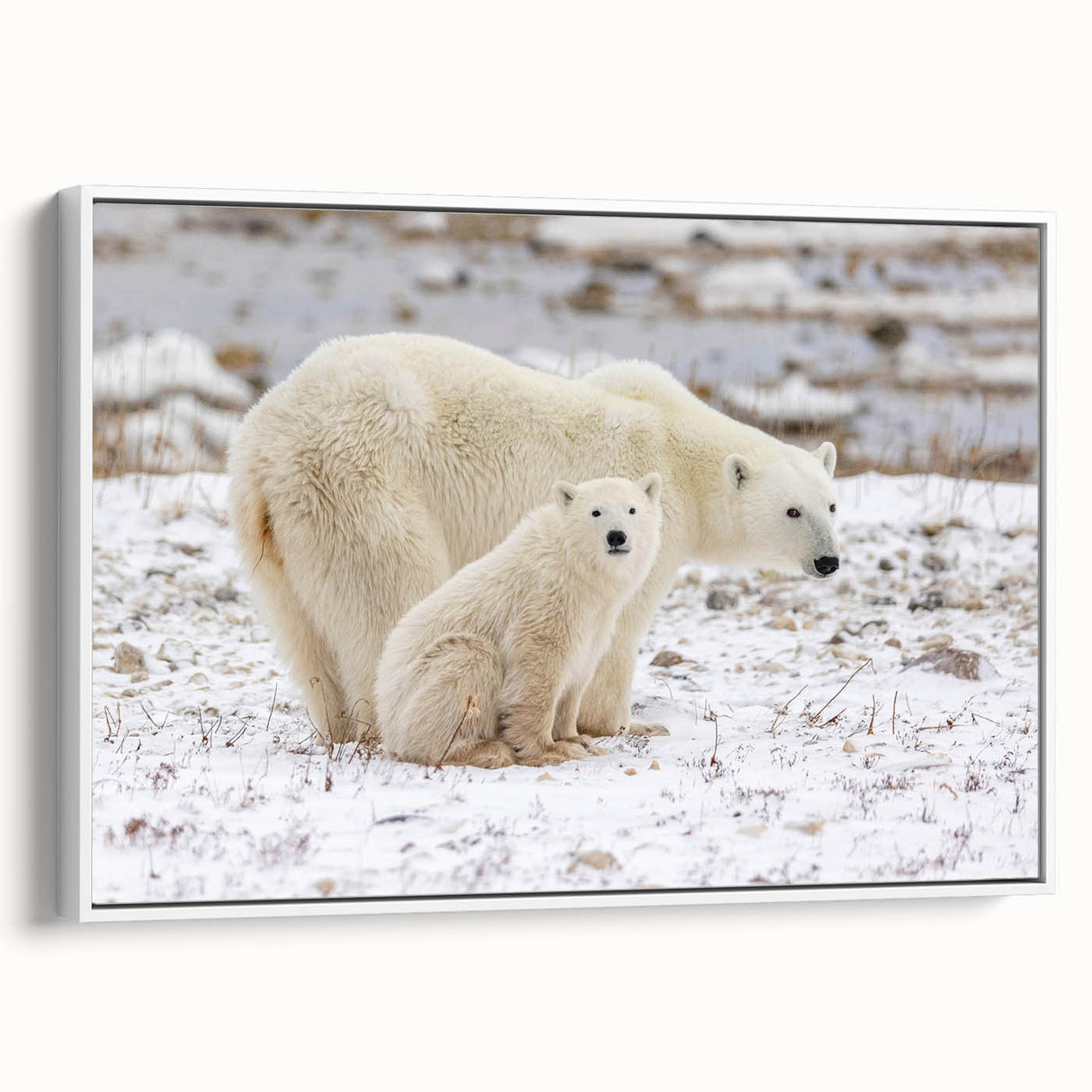 Framed canvas wall art showcasing a polar bear design, featuring a white background and side view of the bear, ideal for wildlife decor enthusiasts.