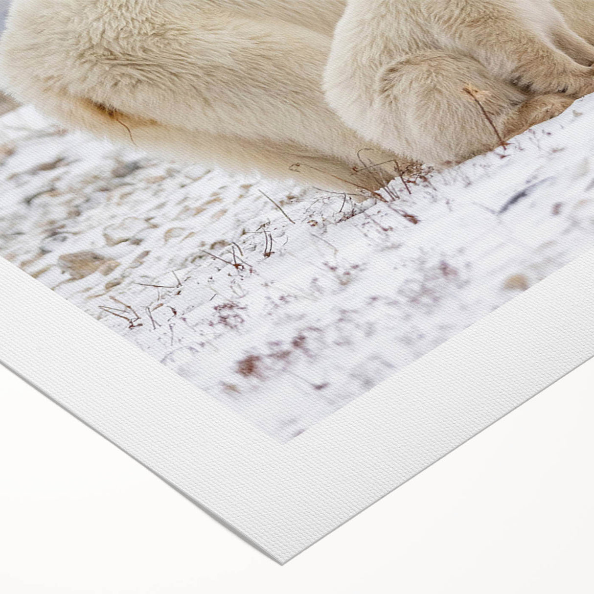 Polar bear wall art design on rolled canvas, showcasing a striking illustration of a polar bear against a snowy backdrop, ideal for nature-themed decor.