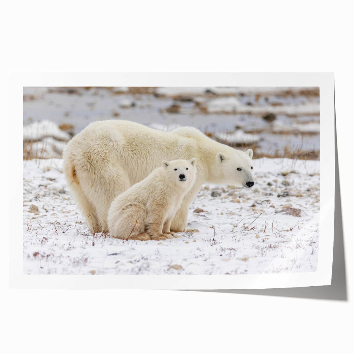 Polar bear wall art design featuring a serene polar bear illustration with soft blue and white colors, ideal for nature-themed decor, presented as a rolled print.