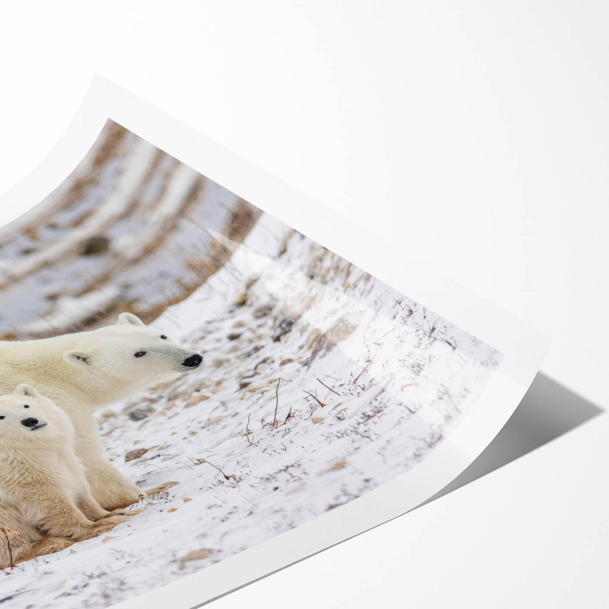 Polar bear wall art print showcasing a minimalist design, featuring a serene polar bear silhouette against a soft blue background. Perfect for nature lovers and eco-conscious decor.