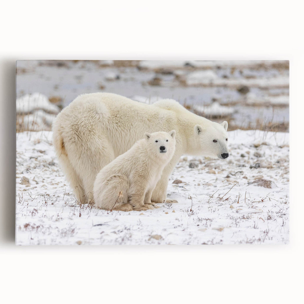 Stretched canvas wall art depicting a majestic polar bear in a snowy landscape, showcasing intricate details and vibrant colors, perfect for wildlife enthusiasts.