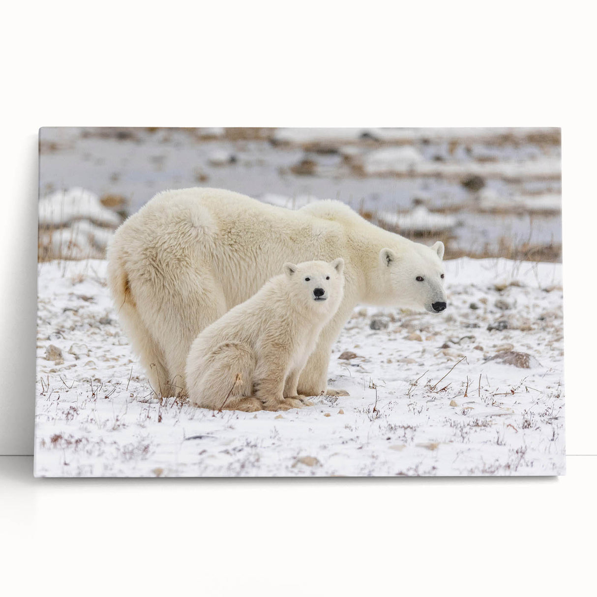 Polished stretched canvas artwork showcasing a striking polar bear design, ideal for modern home decor. The piece leans against a stylish backdrop, emphasizing its vibrant colors and intricate details, perfect for wildlife enthusiasts and art collectors.