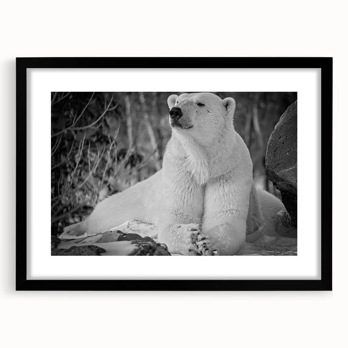 Polar bear wall art design featuring a framed black mat, showcasing a stunning front view of the polar bear in a natural setting, ideal for wildlife enthusiasts.