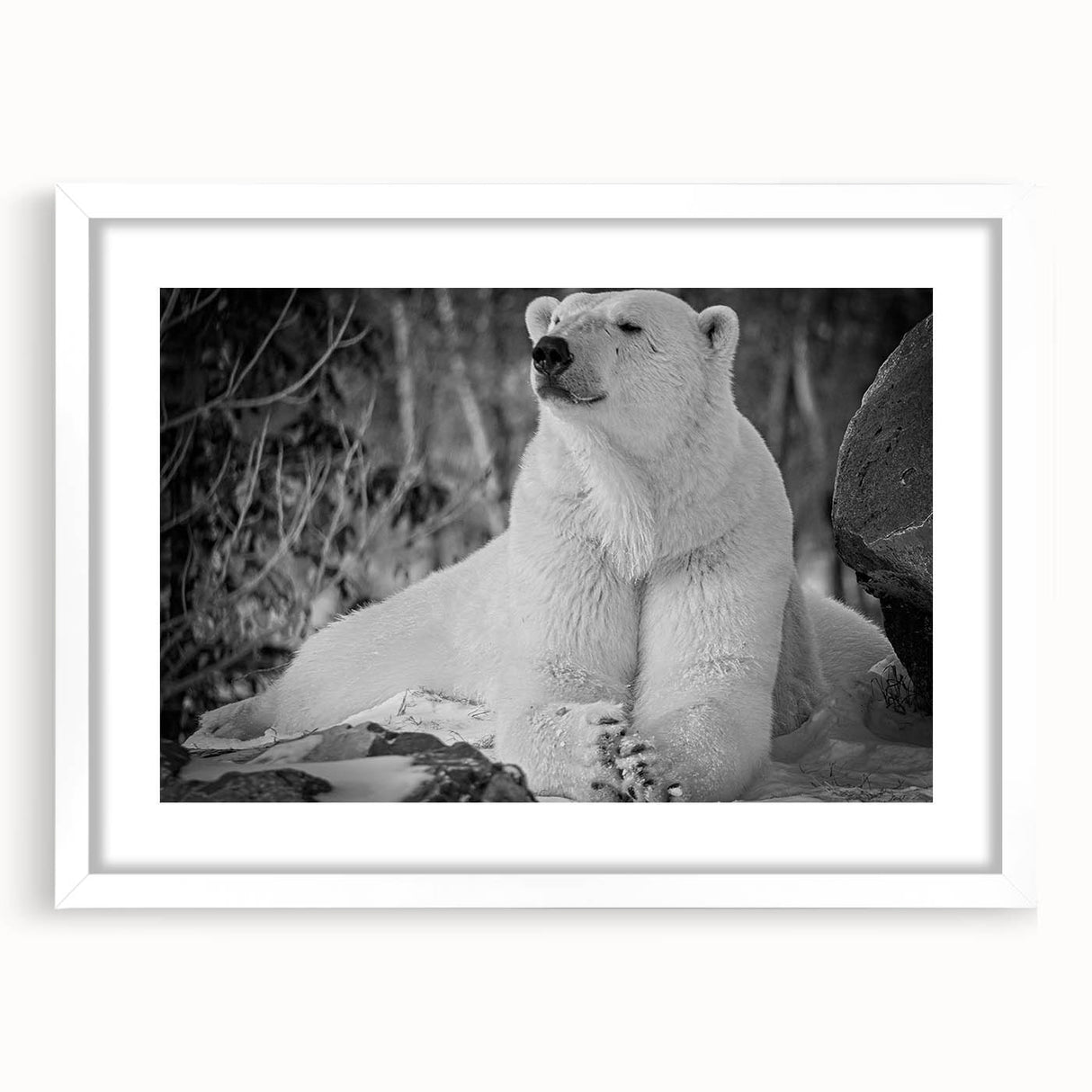 Framed wall art featuring a polar bear design with a white mat, showcasing a modern aesthetic. Ideal for animal lovers and home decor enthusiasts.