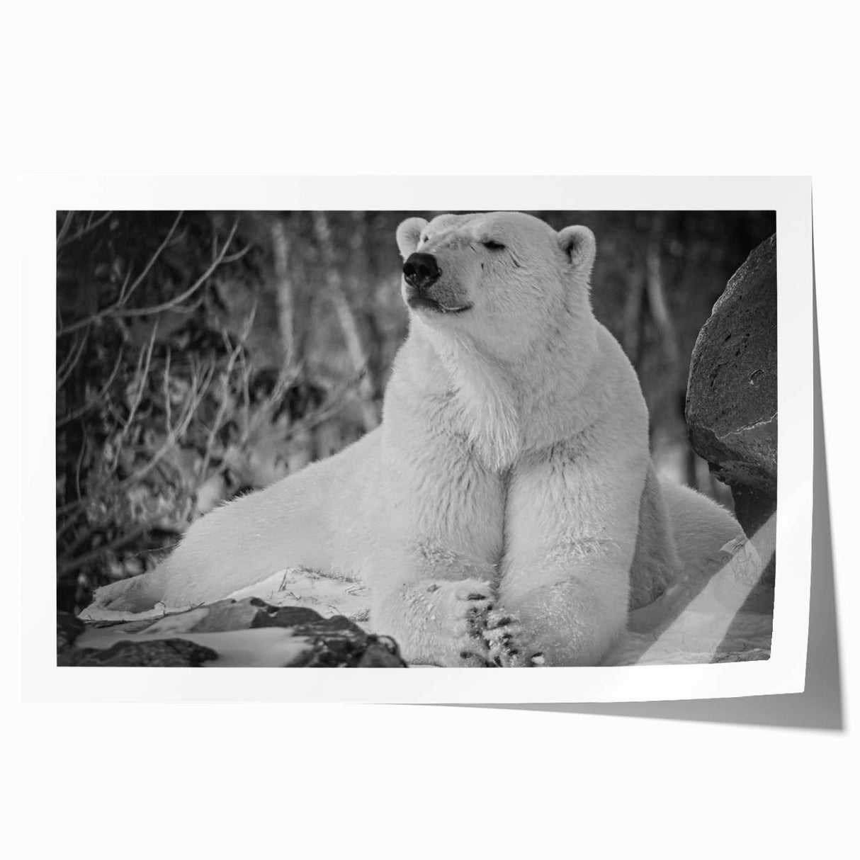 Vibrant polar bear wall art design showcasing a serene Arctic landscape with soft pastel colors, perfect for home decor enthusiasts and wildlife lovers.
