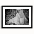 Framed wall art collection featuring a polar bear design, set in a sleek black frame with a white mat, ideal for modern home decor. Perfect for wildlife enthusiasts.