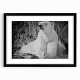 Framed wall art collection featuring a polar bear design, set in a sleek black frame with a white mat, ideal for modern home decor. Perfect for wildlife enthusiasts.
