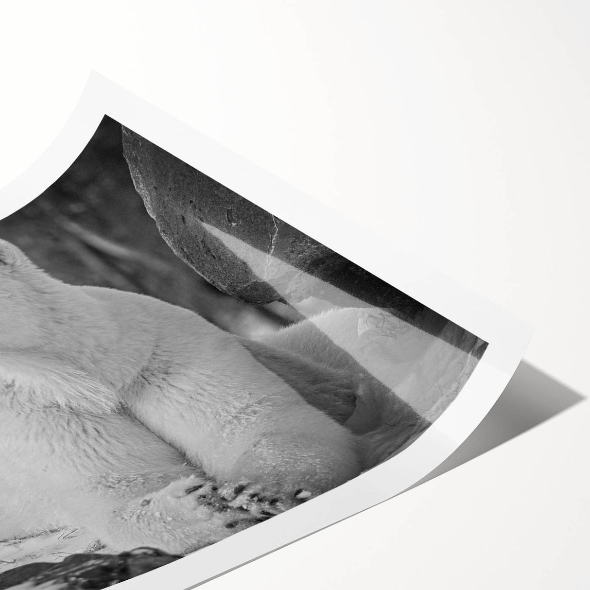 Polar bear wall art print showcasing a realistic design of a majestic polar bear against a soft blue background, rolled and ready for display in a stylish home decor setting. Perfect for wildlife enthusiasts and collectors seeking unique, nature-inspired art pieces.