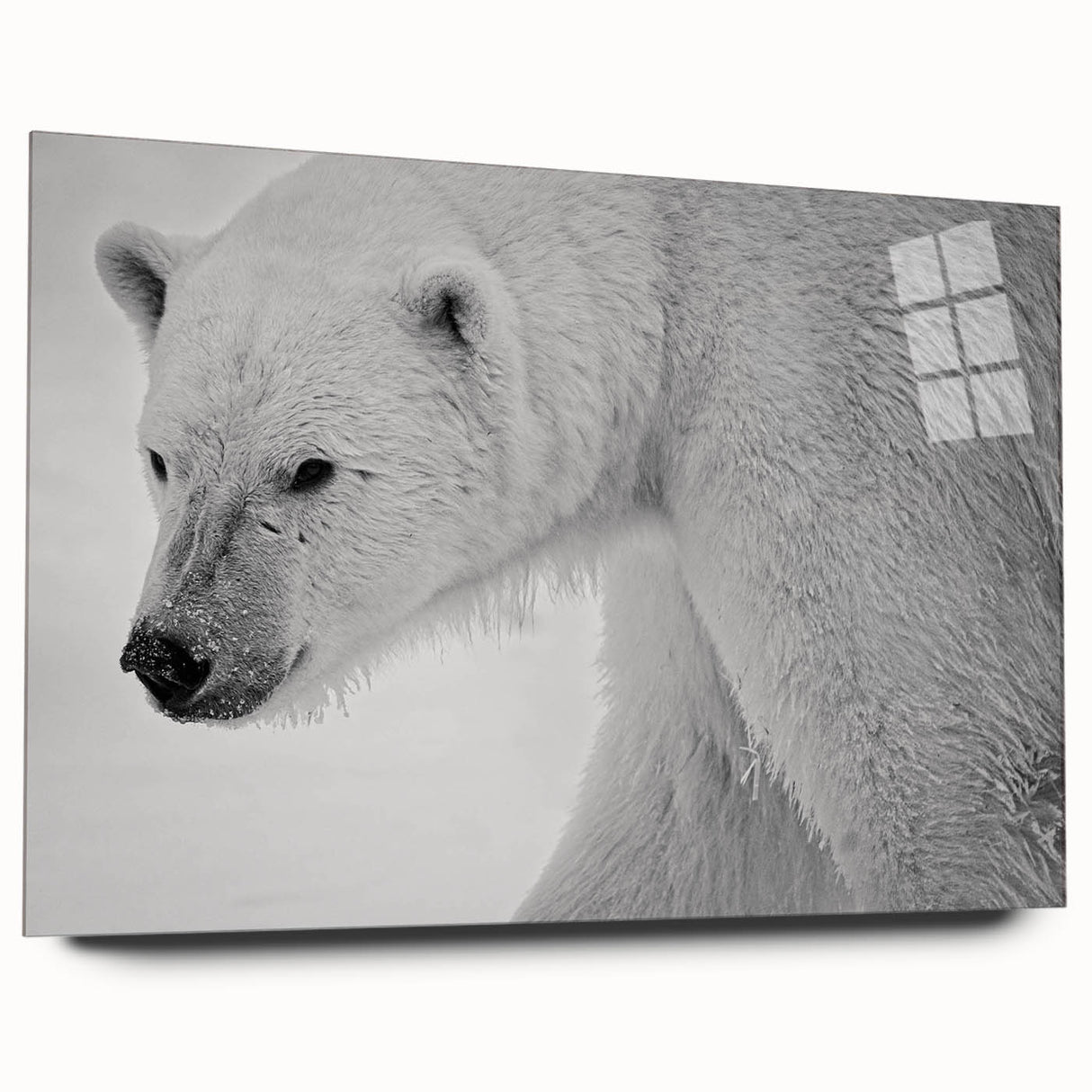 Acrylic glass wall art displaying a stunning polar bear design, showcasing vibrant colors and intricate details, ideal for modern home decor. Perfect for animal lovers and eco-friendly interiors.