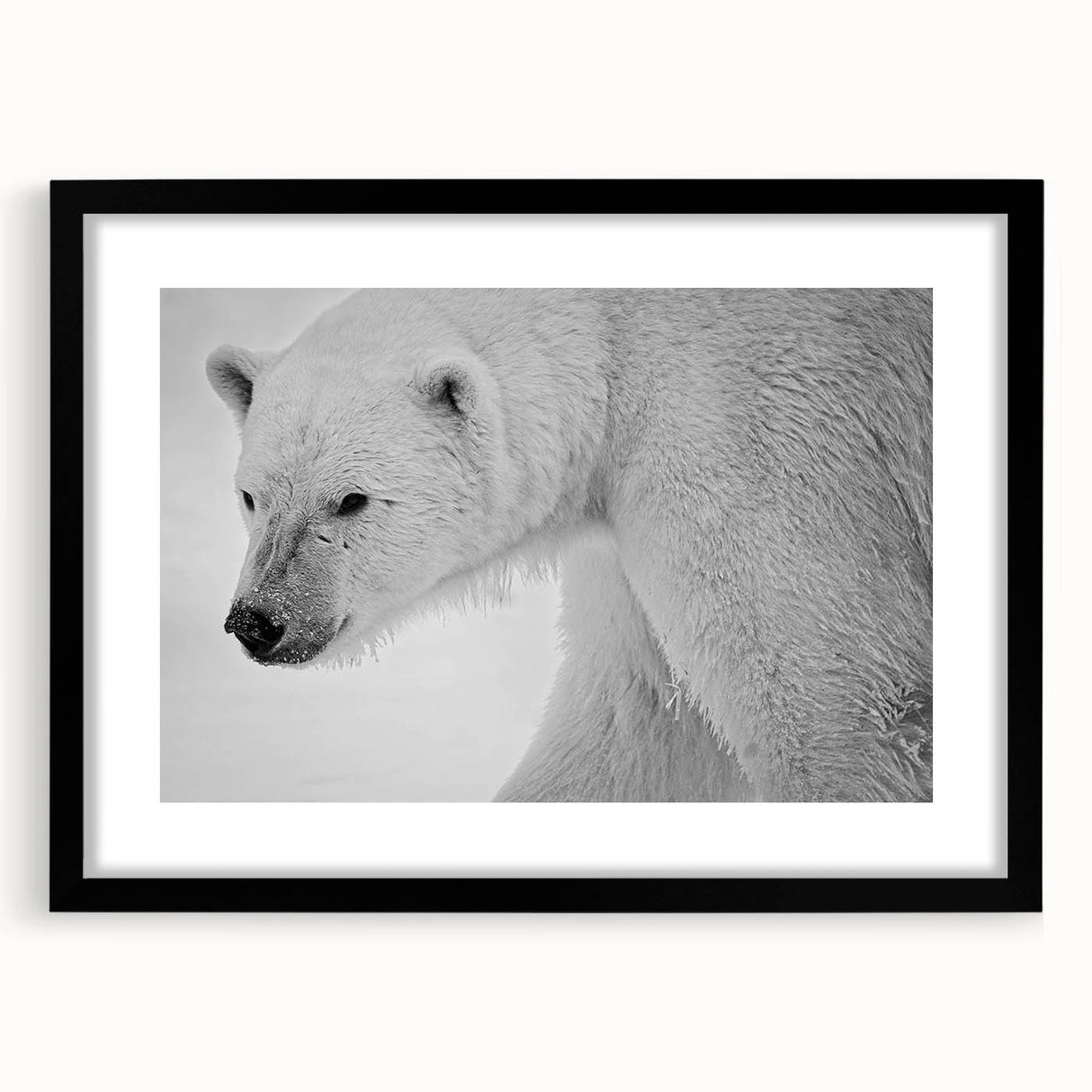 Polar bear wall art design in a sleek black frame, featuring a striking monochrome illustration of a polar bear, ideal for modern home decor.