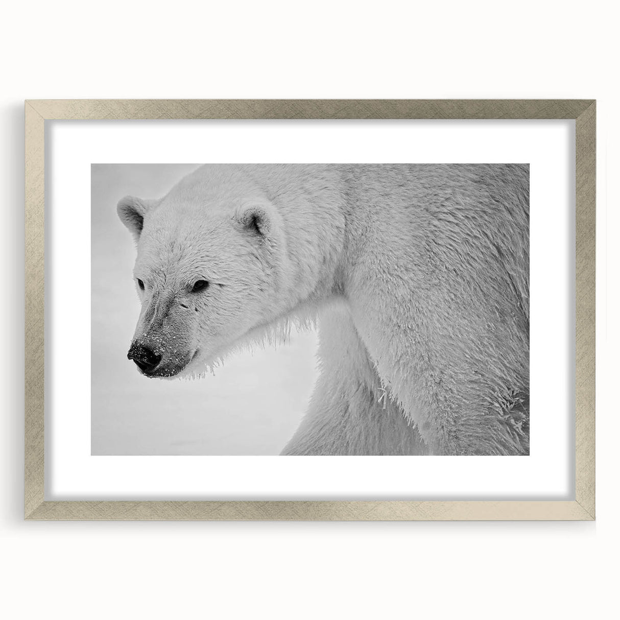 Polar bear wall art print in a sleek silver frame, showcasing a minimalist design with a white mat, perfect for modern decor in any room.