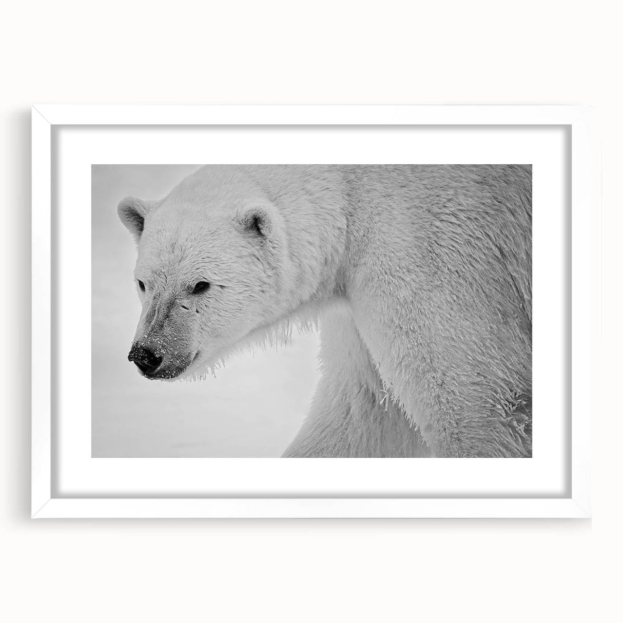 Framed polar bear wall art design showcasing a white bear in a serene snowy landscape, perfect for adding a touch of nature to modern home decor.
