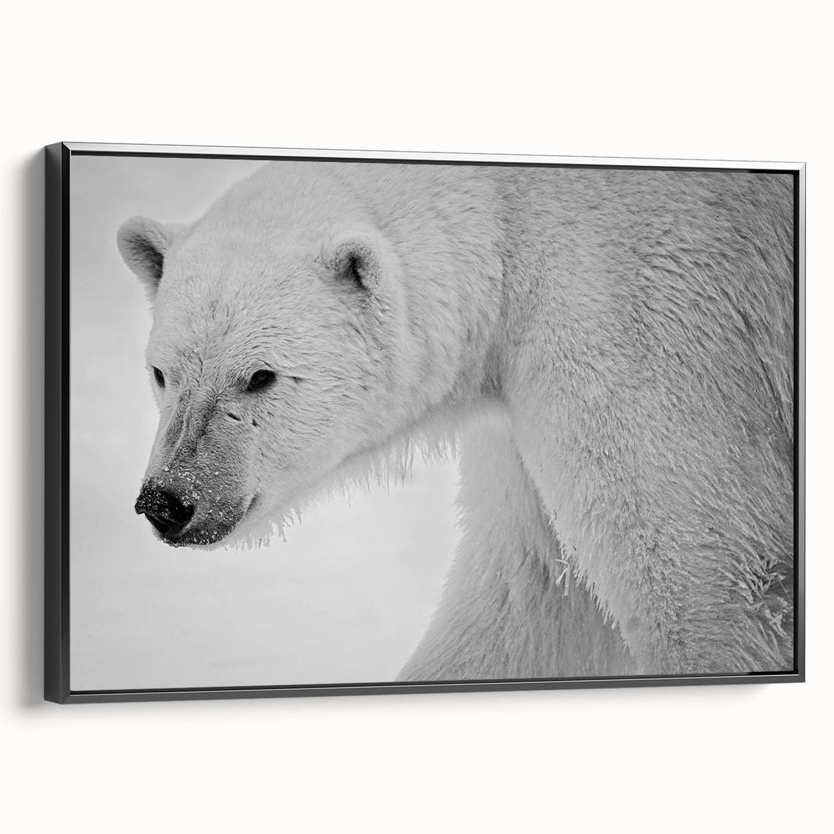 Framed canvas wall art showcasing a polar bear design, set against a black background, viewed from the side to highlight its sleek profile and artistic detail. Ideal for wildlife enthusiasts and modern decor lovers.