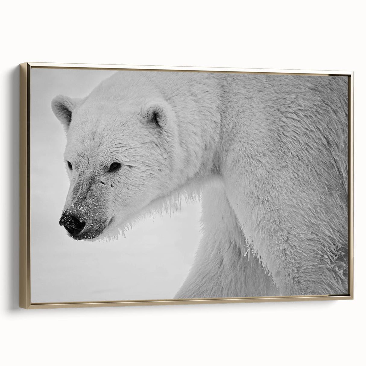 Framed wall art design showcasing a polar bear in a striking gold frame, perfect for adding a touch of elegance to modern decor. The canvas features intricate details and vibrant colors, enhancing any room's aesthetic. Ideal for wildlife enthusiasts and art collectors alike.