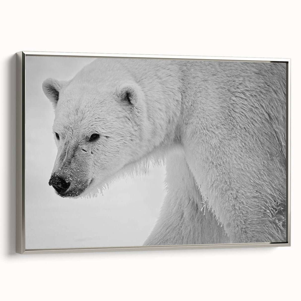 Framed canvas wall art featuring a detailed polar bear design in a silver frame, showcasing a side view of the majestic animal against a minimalist background.