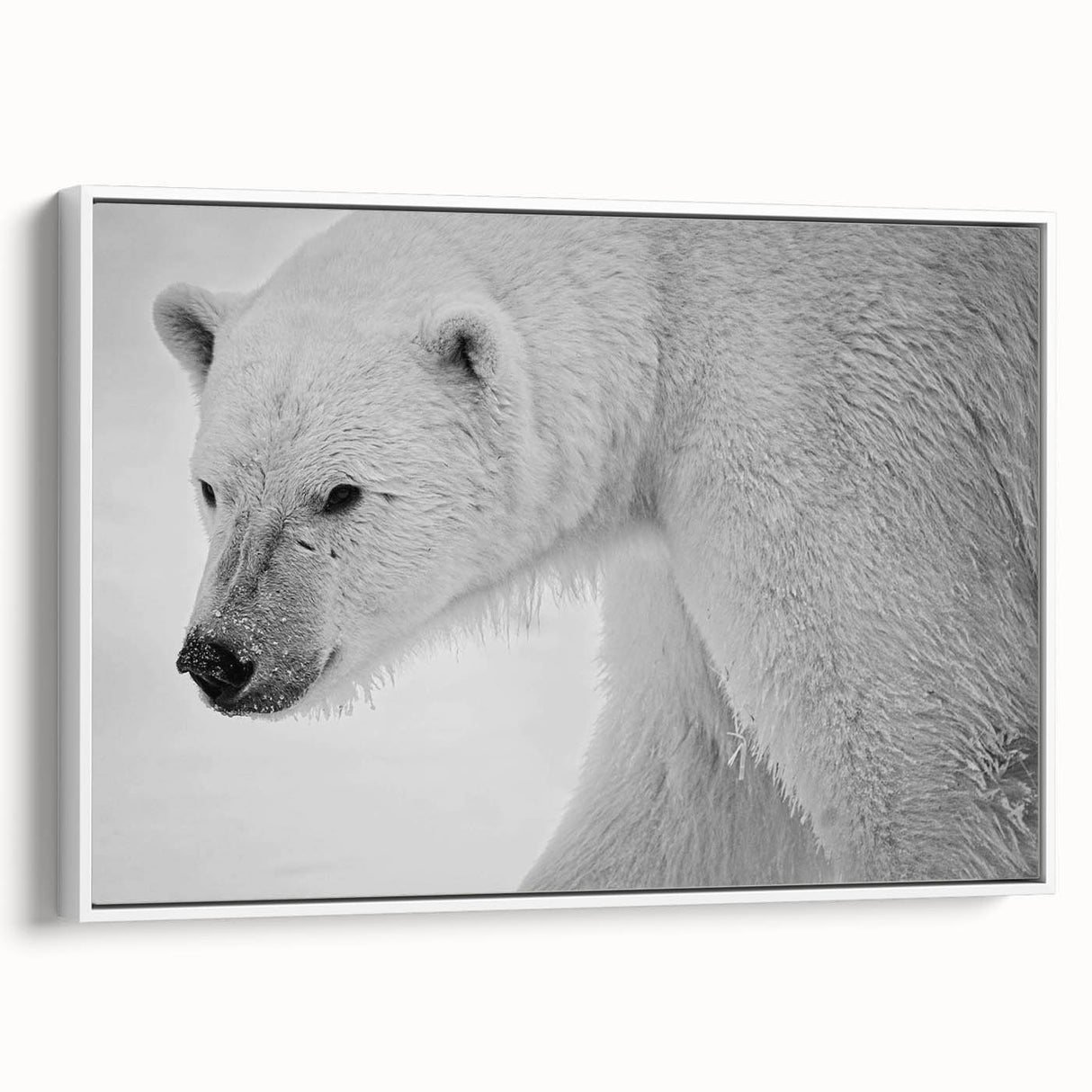 Framed canvas wall art featuring a polar bear design in a white frame, showcasing a side view of the bear against a minimalist background, perfect for modern decor.