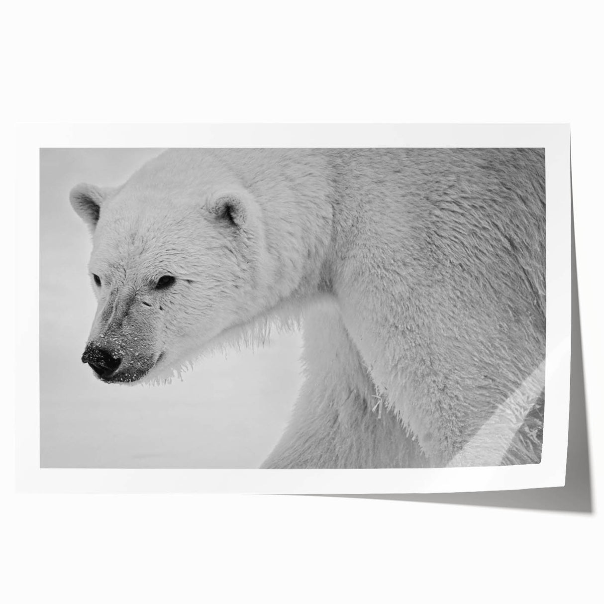 Polar bear wall art design showcasing a striking illustration of a polar bear in a snowy landscape, ideal for winter-themed decor. The print is rolled and ready for framing, enhancing any room with its captivating wildlife imagery.