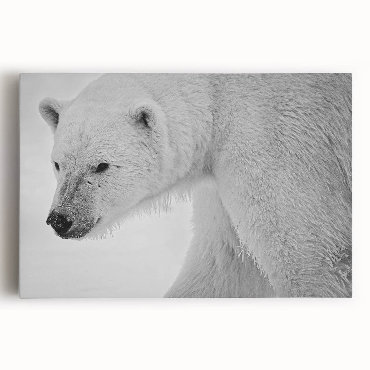 Stretched canvas artwork showcasing a striking polar bear design in a serene icy landscape, perfect for nature-themed decor. Ideal for wildlife enthusiasts and home decoration.