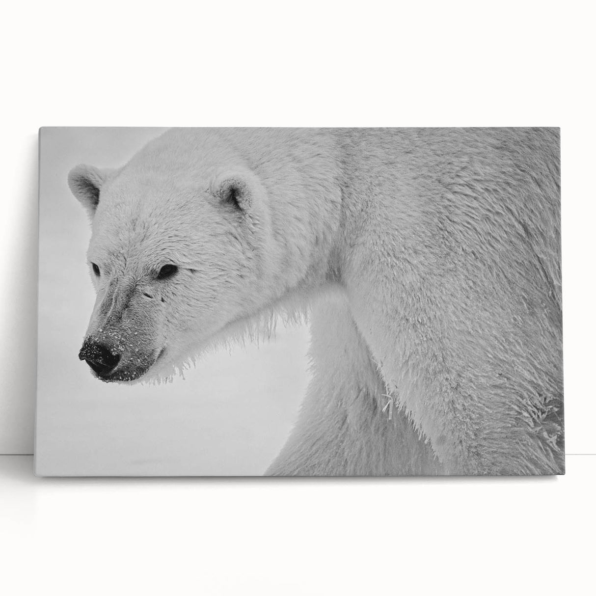 Stretched canvas wall art featuring a striking polar bear design in a snowy landscape, perfect for adding a contemporary touch to home decor.