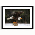 Framed wall art featuring a striking birds of prey design with a matte black frame, showcasing intricate details and vibrant colors, ideal for home decor.
