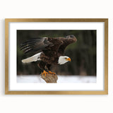 Gold-framed wall art featuring a vibrant design of birds in flight, showcasing intricate details and vivid colors, perfect for enhancing any home decor.