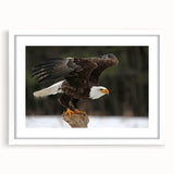 Framed wall art featuring a sleek white mat and a vibrant bird design from the "Birds of Pray" collection, perfect for modern home decor. The artwork showcases colorful, intricately detailed birds against a neutral background, enhancing any living space with a touch of nature-inspired elegance.