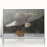 Framed acrylic wall art showcasing a vibrant birds of prey design, featuring intricate details and a sleek white frame, perfect for enhancing modern decor.