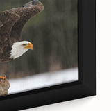 Framed canvas artwork showcasing a vibrant collection of birds of prey, featuring intricate details and bold colors, ideal for nature lovers and home decor enthusiasts.