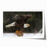 Rolled print of a vibrant birds of prey wall art design featuring vivid colors and intricate details, ideal for home decor and wildlife enthusiasts.