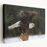 Stretched canvas wall art showcasing a vibrant birds of prey design in rich colors, perfect for adding a bold statement to any modern decor.