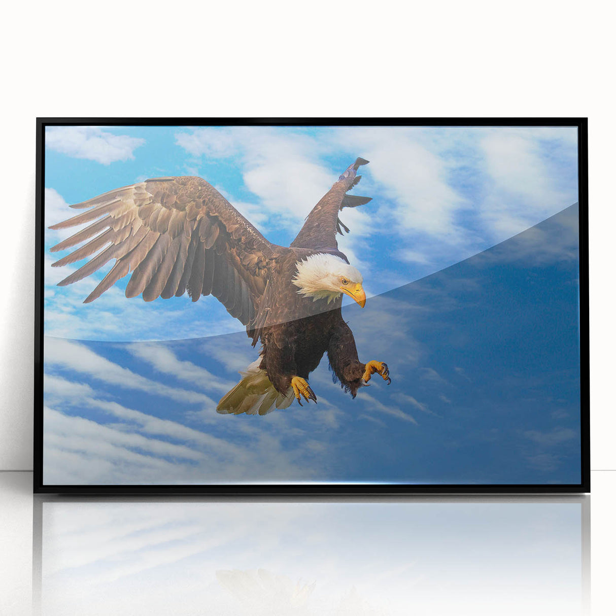Framed wall art featuring a vibrant "Birds of Prey" design, showcasing detailed illustrations of various birds in bold colors, set against a sleek black frame.