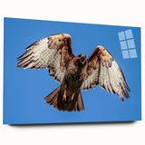 Acrylic glass wall art showcasing a vibrant birds of prey design, elegantly displayed from a side view, highlighting intricate details and vivid colors in a modern setting.
