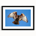Framed wall art featuring a striking Birds of Prey design with a matte black frame, showcasing intricate illustrations of various birds in flight, ideal for nature enthusiasts.