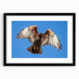 Framed wall art featuring a striking Birds of Prey design with a matte black frame, showcasing intricate illustrations of various birds in flight, ideal for nature enthusiasts.