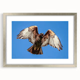 Framed wall art showcasing a stunning collection of birds in flight, elegantly designed with a silver frame and mat, perfect for home decor.