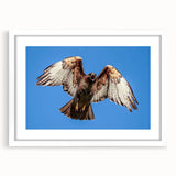 Framed wall art featuring a vibrant bird design from the Birds of Pray collection, displayed in a sleek white frame with a mat, perfect for enhancing modern decor.