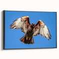 Framed canvas wall art featuring a vibrant birds of prey design, showcasing detailed illustrations of various raptors in striking colors against a black background. Perfect for bird enthusiasts and home decor.