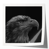 Wall art showcasing a vibrant birds of prey design in a glossy finish, perfect for home decor enthusiasts. Ideal for nature lovers and art collectors alike.