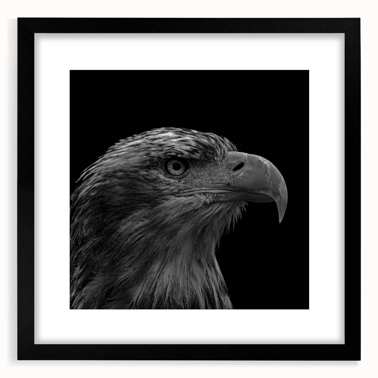 Framed wall art featuring a striking black mat and a vibrant design of birds, ideal for home decor, showcasing intricate details and colors. Perfect for bird lovers.