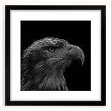 Framed wall art featuring a striking black mat and a vibrant design of birds, ideal for home decor, showcasing intricate details and colors. Perfect for bird lovers.