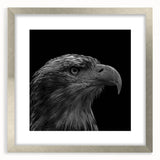 Framed wall art featuring a striking 'Birds of Prey' design, showcasing vivid colors and intricate details set within a silver frame, perfect for home decor.