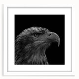 Framed wall art featuring a vibrant bird design from the "Birds of Prey" collection, showcased in a sleek white frame with a mat, perfect for modern decor.