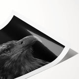 Vibrant rolled print showcasing a unique birds of prey wall art design, featuring detailed illustrations of various raptors in a colorful composition, ideal for home decor.