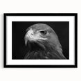 Framed wall art featuring a "Birds of Prey" design with a black frame and mat, showcasing intricate bird illustrations ideal for nature enthusiasts and home decor.