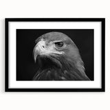 Framed wall art featuring a "Birds of Prey" design with a black frame and mat, showcasing intricate bird illustrations ideal for nature enthusiasts and home decor.