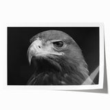 Colorful rolled print of a birds of prey design, showcasing intricate details and vibrant hues, perfect for adding a striking focal point to any room decor.