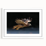 Framed wall art collection featuring a design of various birds, presented in a sleek white frame with a mat, ideal for home or office decor. Bright colors and intricate details enhance the aesthetic appeal, making it a standout piece for nature lovers.