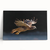 Stretched canvas wall art featuring a vibrant birds of prey design, showcasing detailed illustrations of various raptors in dynamic poses, perfect for wildlife enthusiasts.