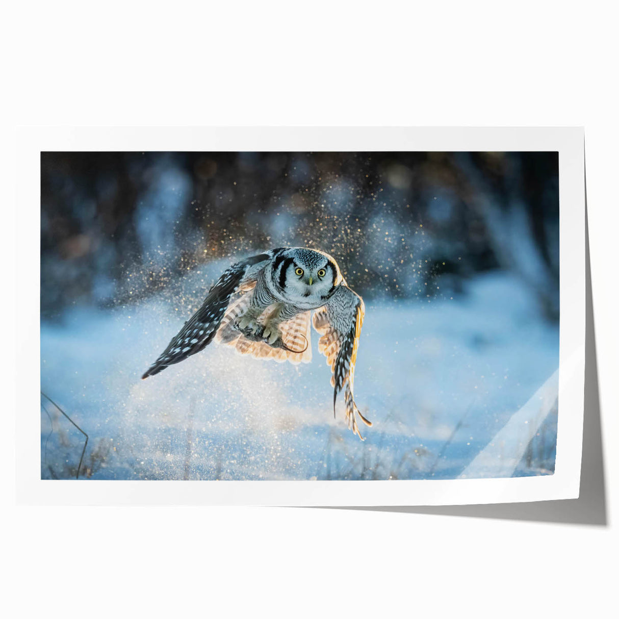 Colorful wall art print featuring stylized birds representing the "Birds of Pray" collection, showcasing intricate designs on a rolled canvas, ideal for modern decor.