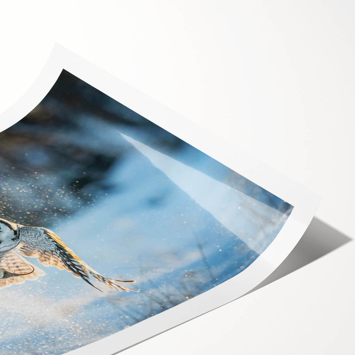 Colorful rolled print showcasing a vibrant bird-themed wall art design, featuring intricate details and textures, ideal for home decor and art enthusiasts.
